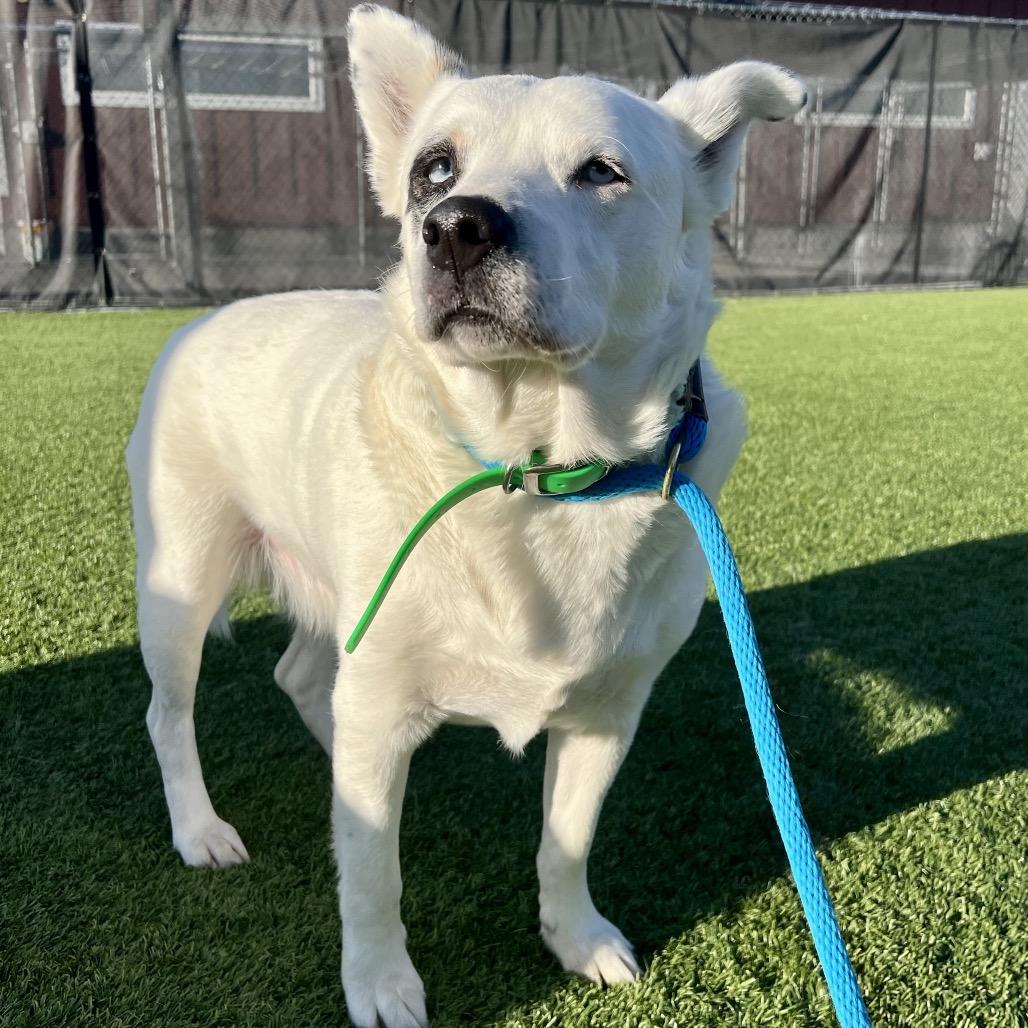 Bolt, Adoptable, Adult Male Pit Bull Terrier & Husky.