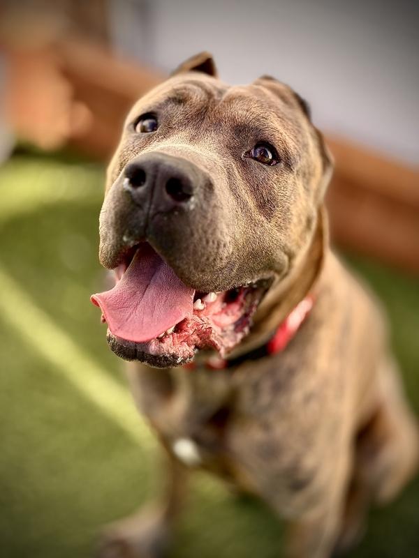 Bosa, Adoptable, Adult Male Cane Corso.