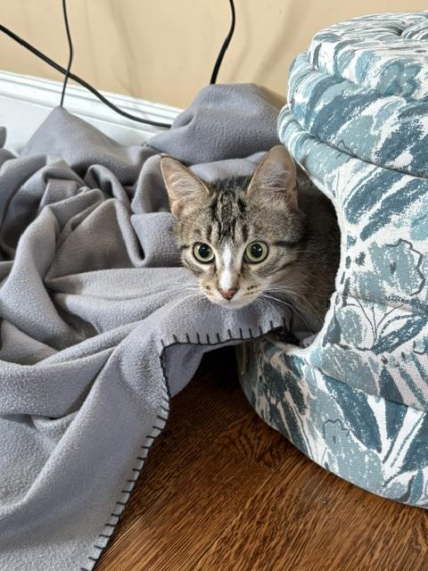 Mochi, an adopted Domestic Short Hair in Lakewood, CO image 5/6