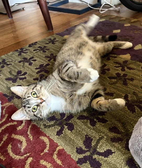 Mochi, an adopted Domestic Short Hair in Lakewood, CO image 6/6
