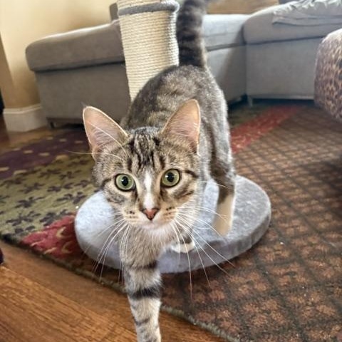 Mochi, an adopted Domestic Short Hair in Lakewood, CO image 1/6