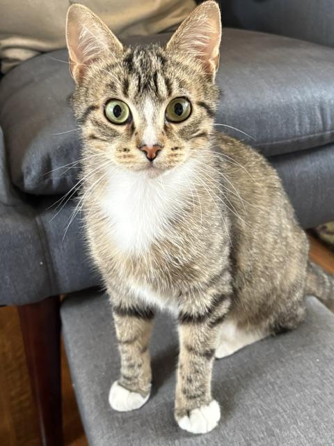 Mochi, an adopted Domestic Short Hair in Lakewood, CO image 4/6