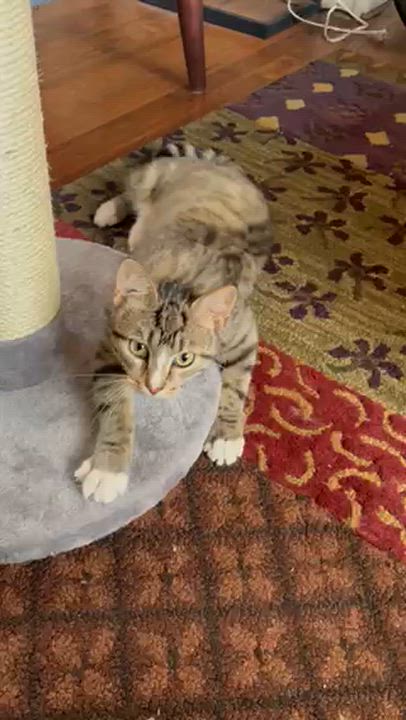 Enlarge Mochi, an adopted Domestic Short Hair in Lakewood, CO video 3/6