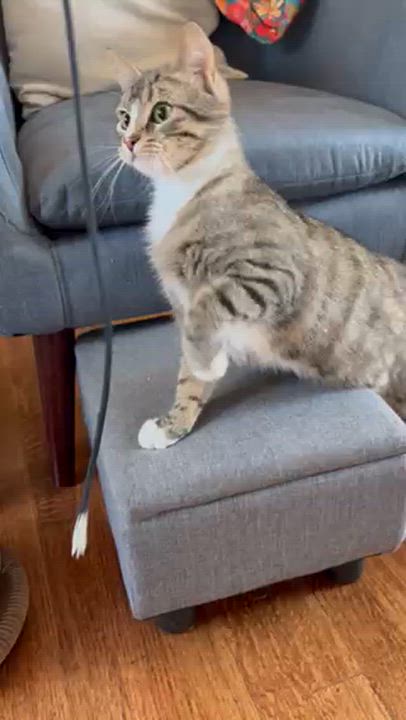 Enlarge Mochi, an adopted Domestic Short Hair in Lakewood, CO video 2/6
