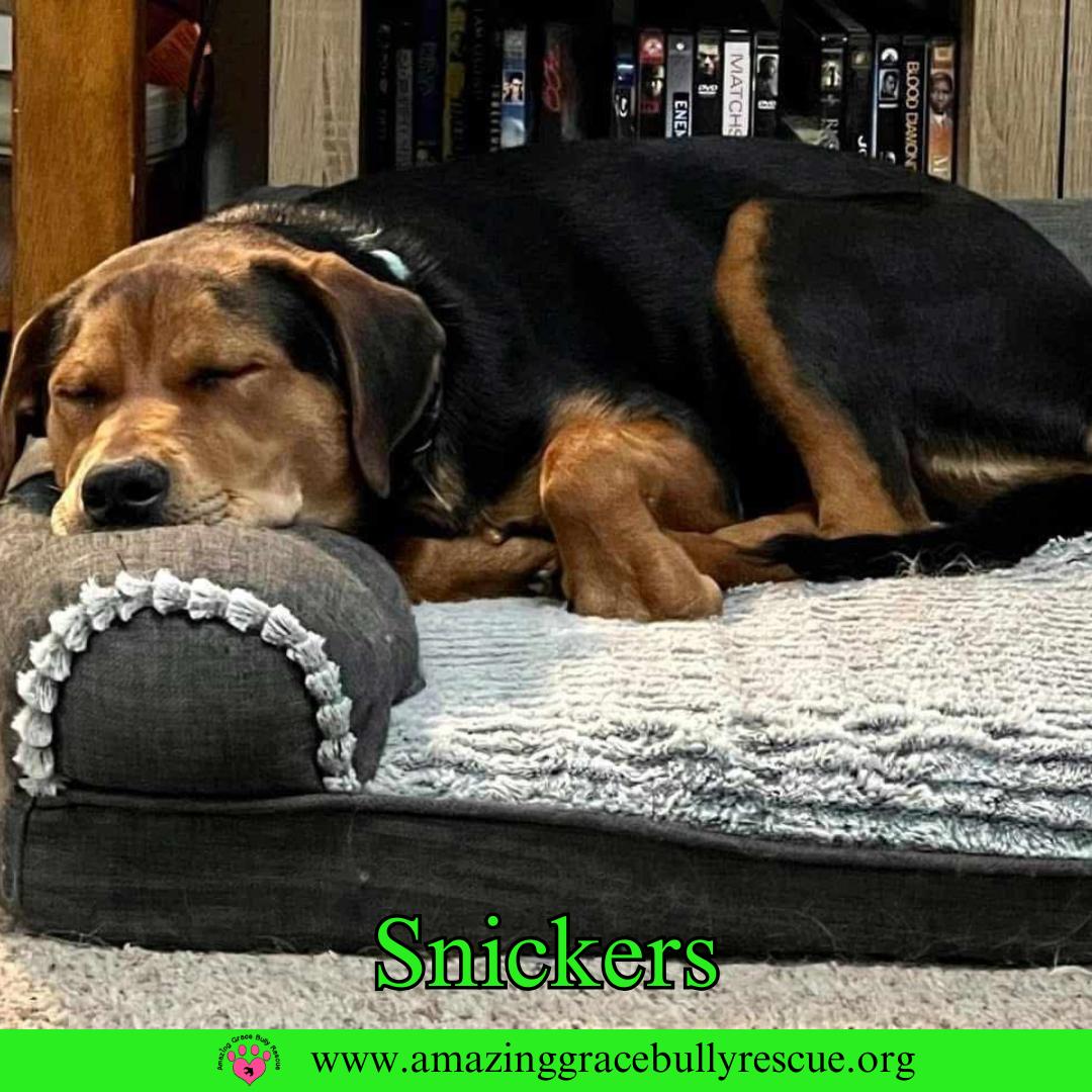 Snickers, a Adoptable mixed breed in Pensacola, FL image 1/3