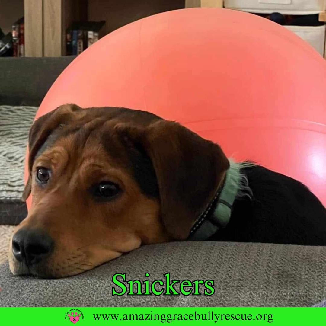 Snickers, a Adoptable mixed breed in Pensacola, FL image 2/3