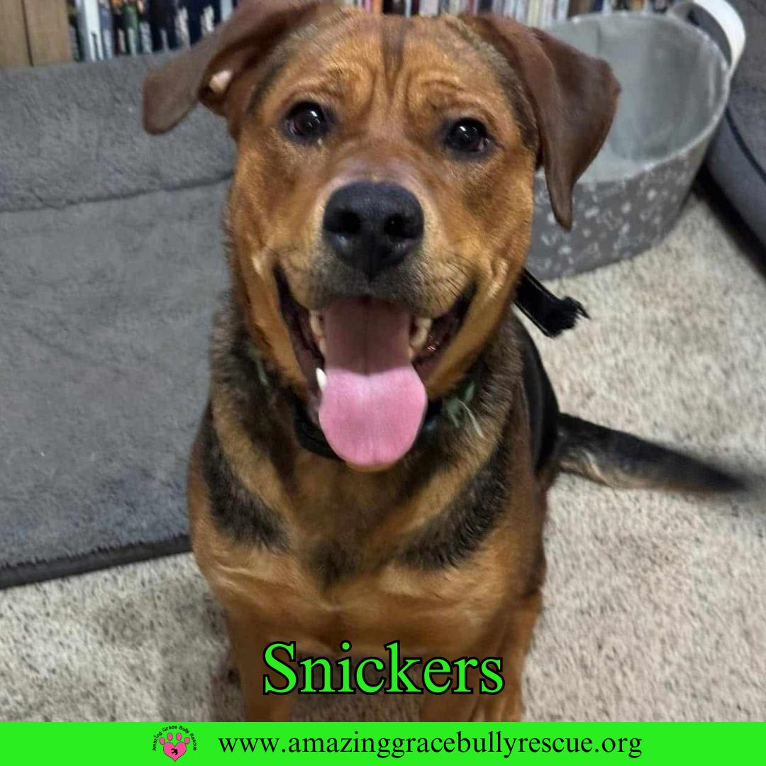 Snickers, a Adoptable mixed breed in Pensacola, FL image 3/3