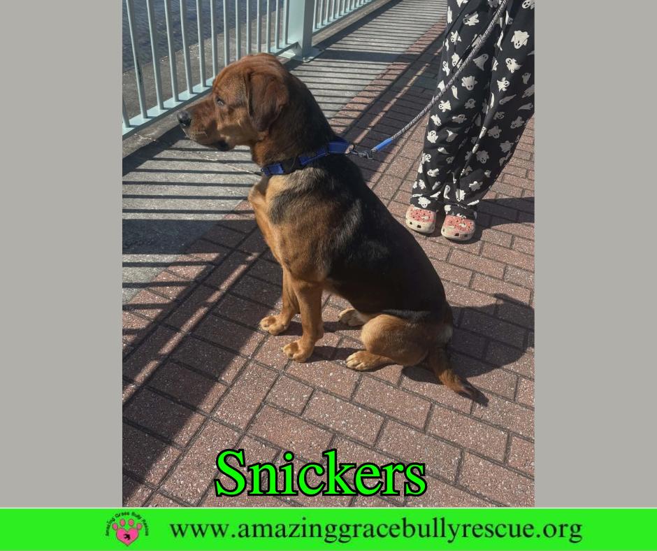 Enlarge Snickers, a Adoptable mixed breed in Pensacola, FL image 3/3