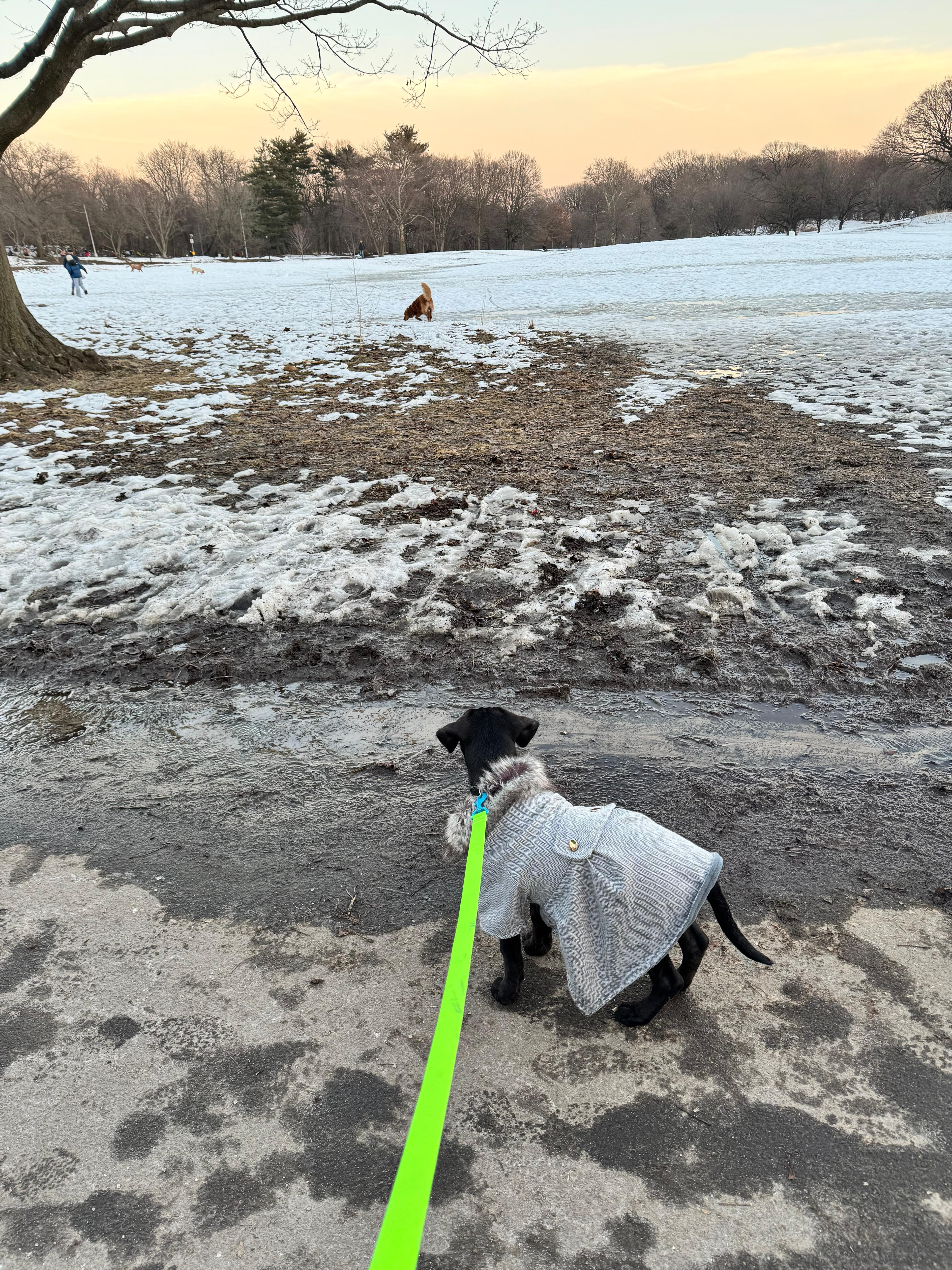 Grace, adopted, Puppy Female Black Labrador Retriever.