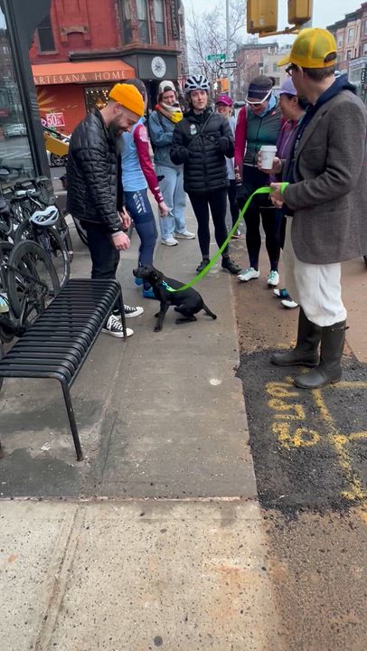 Enlarge Grace, an adopted mixed breed in New York , NY video 6/6