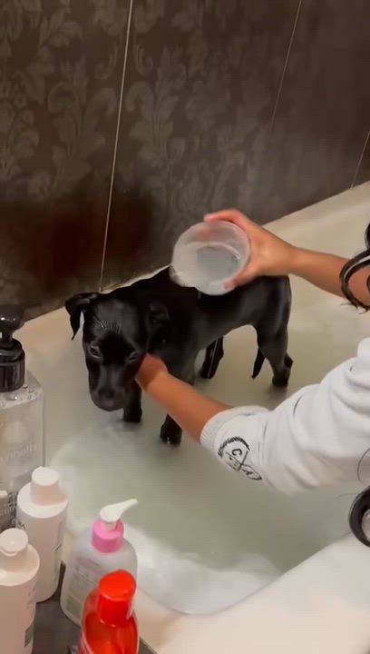 Enlarge Grace, an adopted mixed breed in New York , NY video 4/6