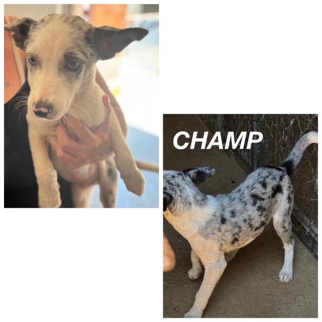 Champ, Baby Male unknown