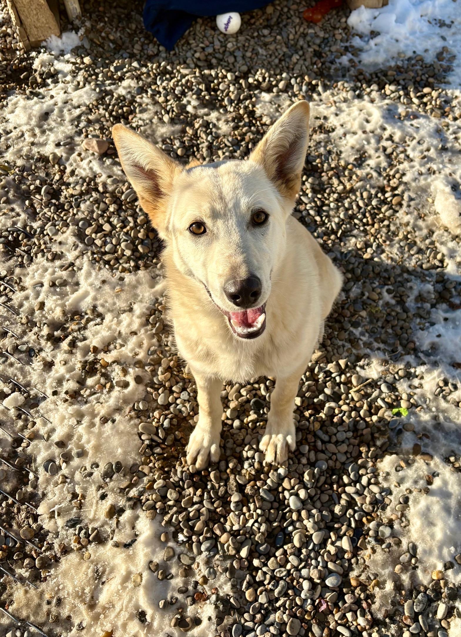 Enlarge Bolt, a Adoptable mixed breed in Bonnyville, AB image 1/3