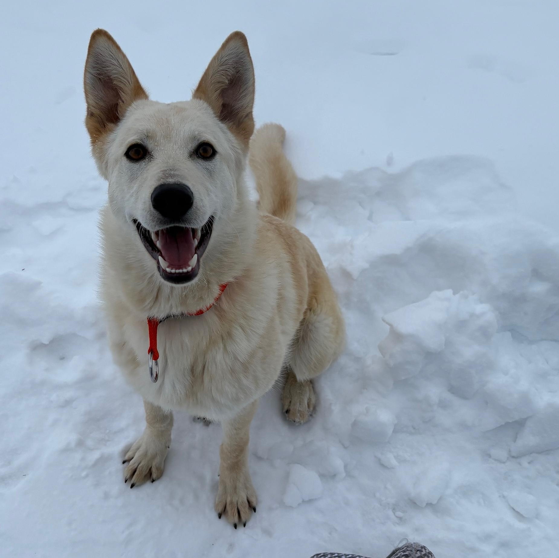 Bolt, adoptable, Adult Male Shepherd.