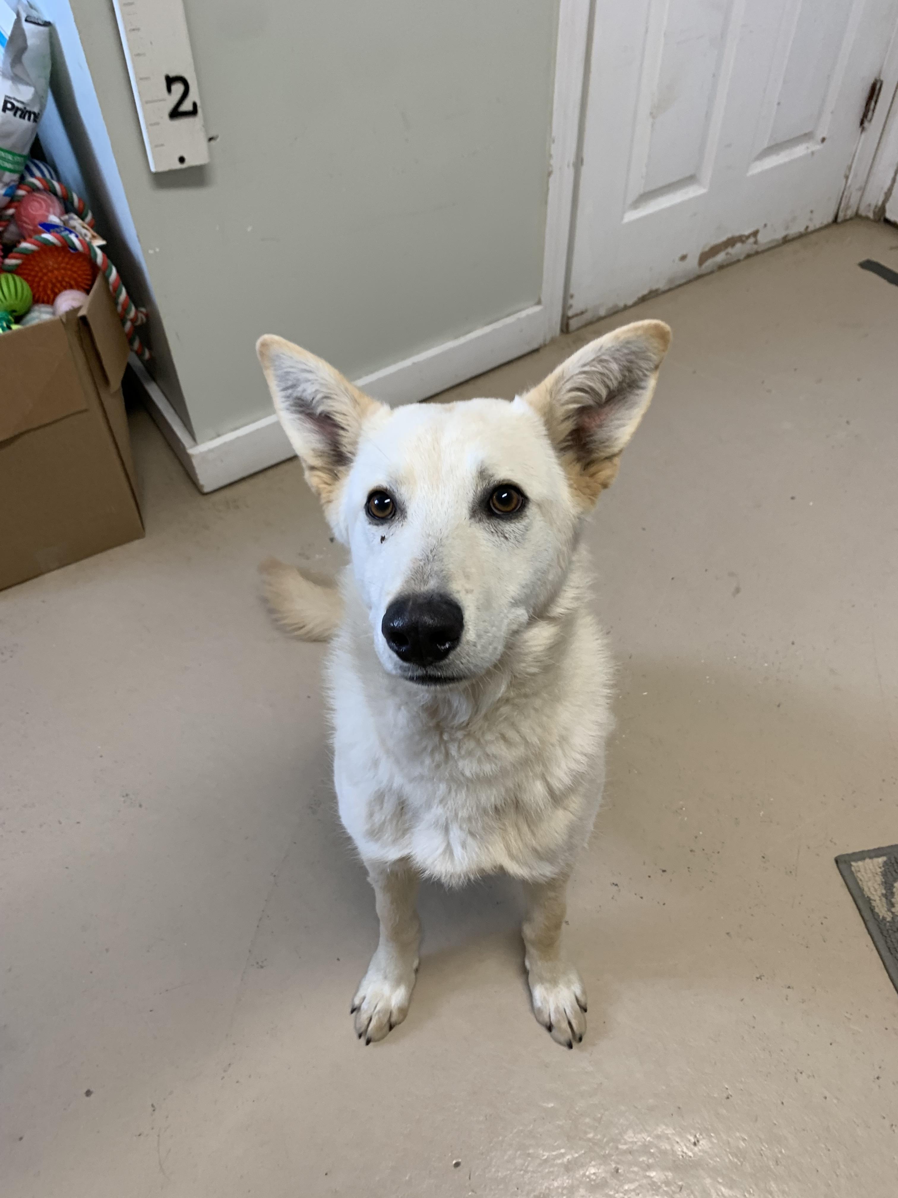 Enlarge Bolt, a Adoptable mixed breed in Bonnyville, AB image 2/3