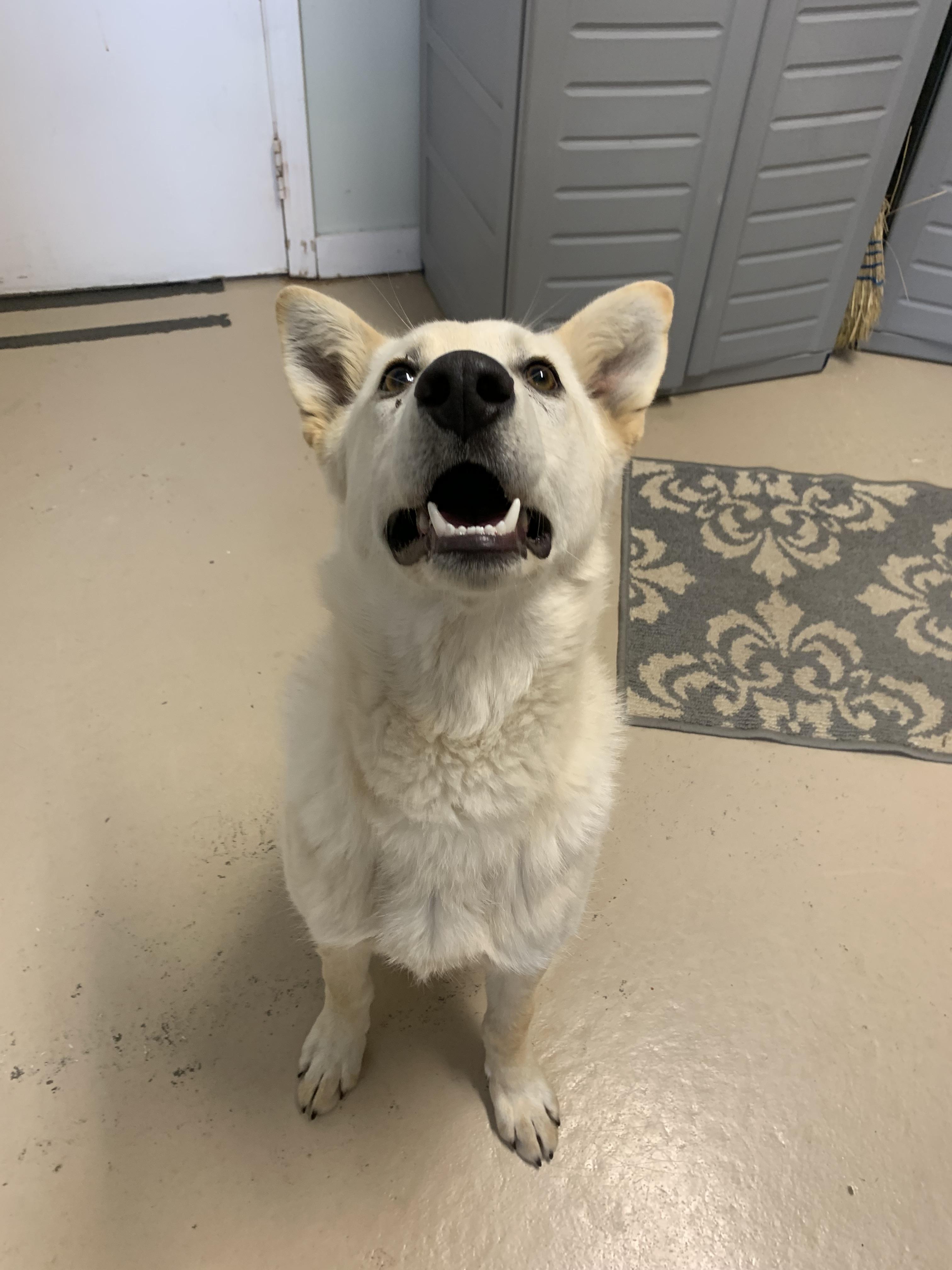 Enlarge Bolt, a Adoptable mixed breed in Bonnyville, AB image 3/3