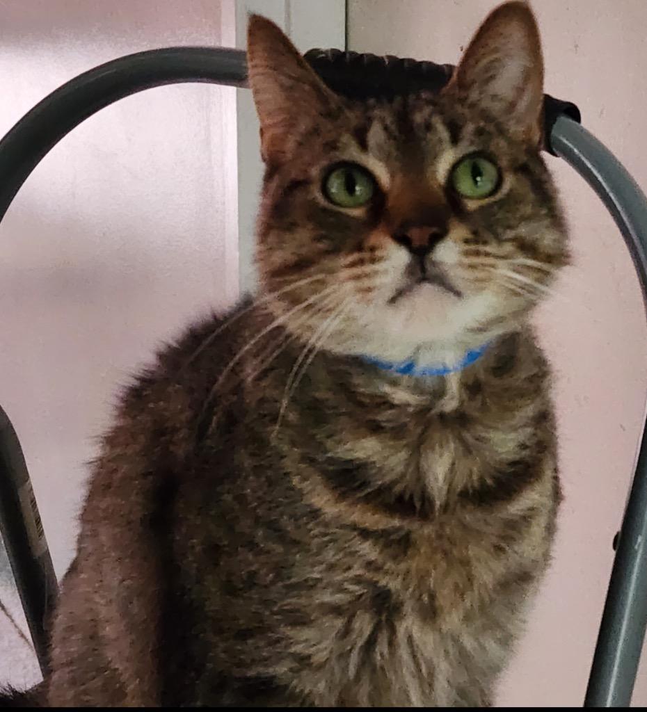 Enlarge TIMMY, a Adoptable mixed breed in Muskegon, MI image 1/5