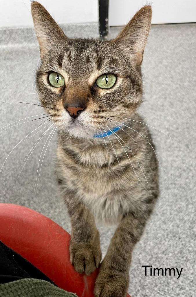 Enlarge TIMMY, a Adoptable mixed breed in Muskegon, MI image 2/5