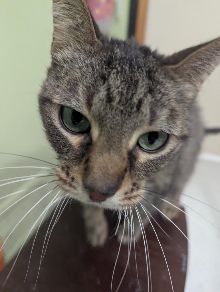 Enlarge TIMMY, a Adoptable mixed breed in Muskegon, MI image 4/5