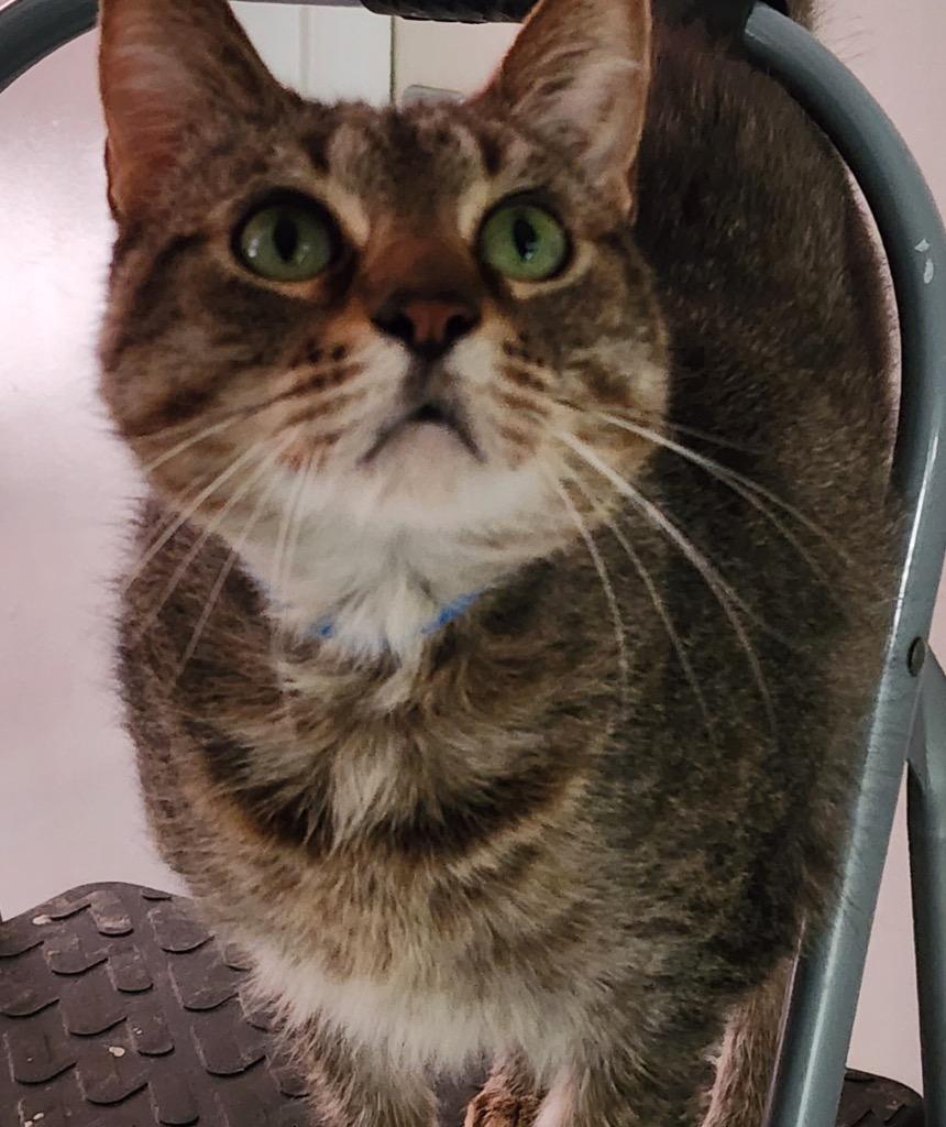 Enlarge TIMMY, a Adoptable mixed breed in Muskegon, MI image 5/5