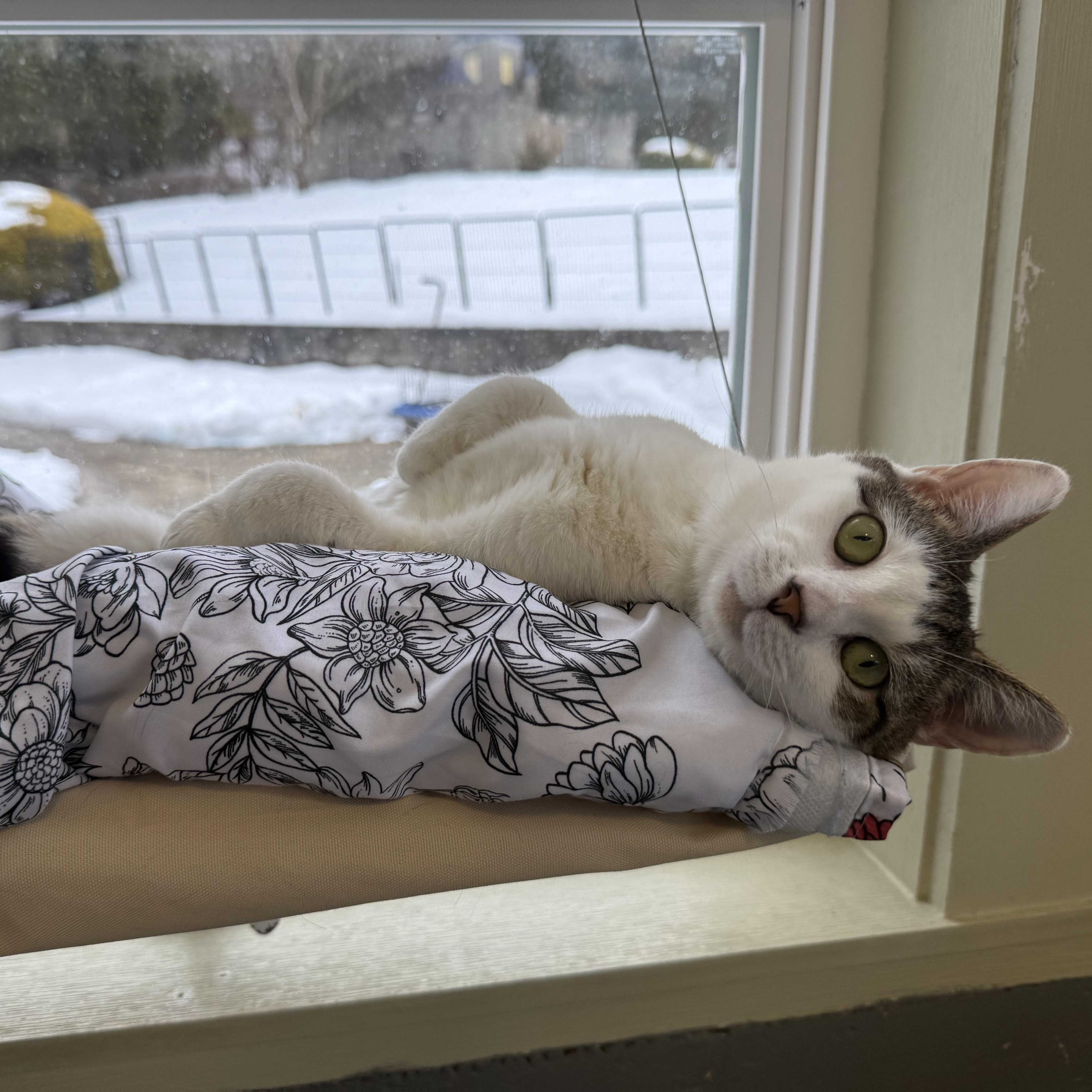 Enlarge Mercury, an adopted mixed breed in Latrobe, PA image 6/6