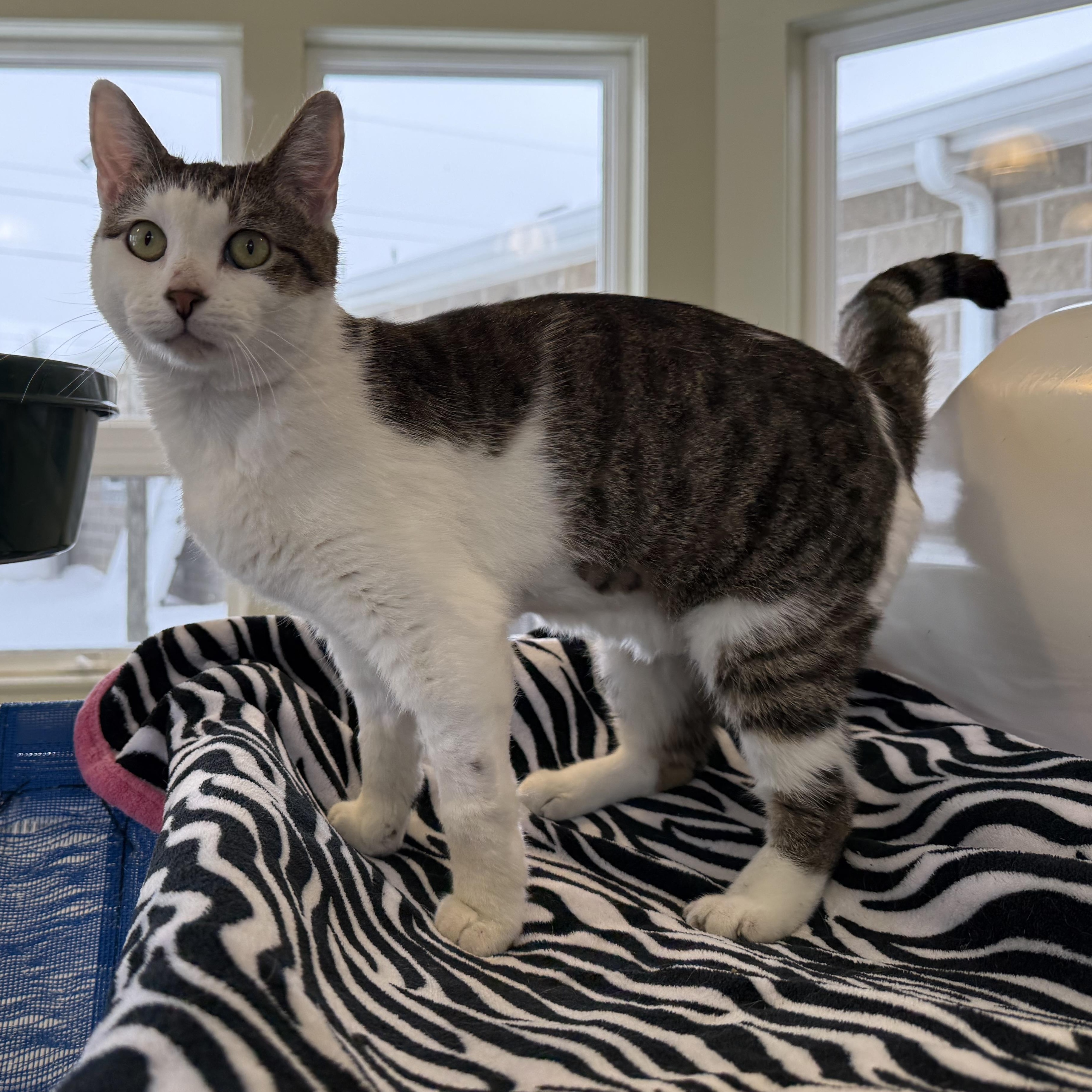 Enlarge Mercury, an adopted mixed breed in Latrobe, PA image 2/6