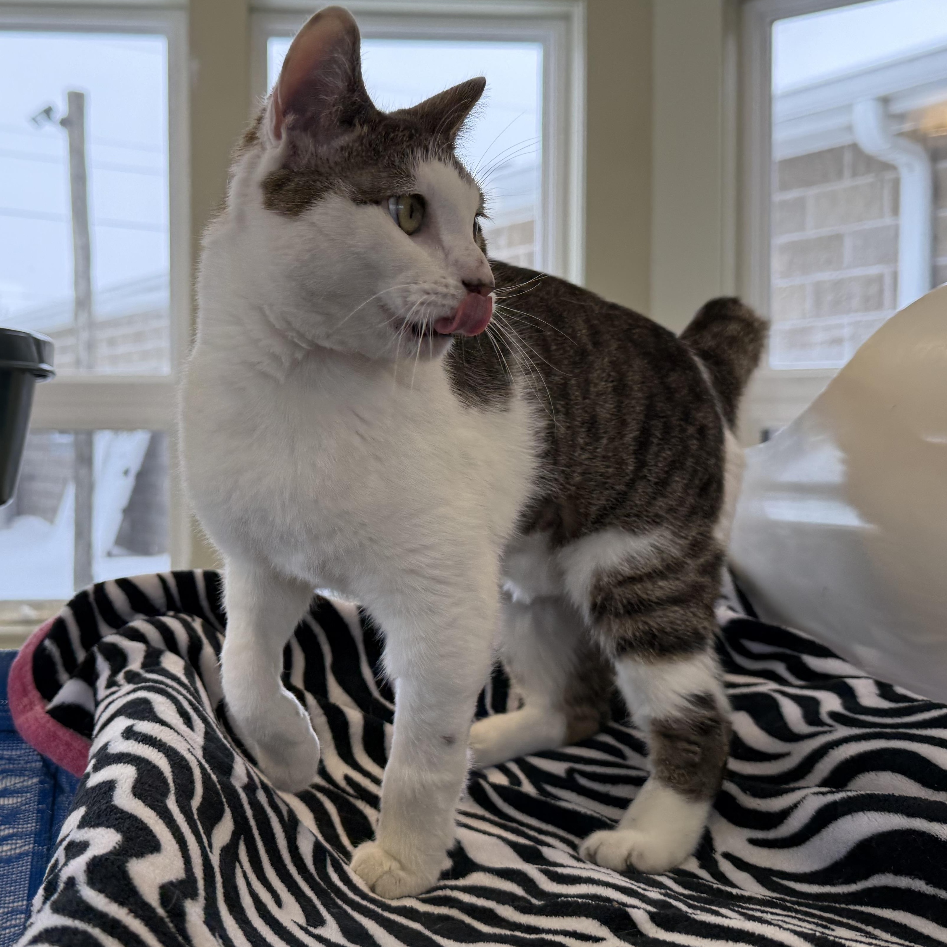 Enlarge Mercury, an adopted mixed breed in Latrobe, PA image 5/6