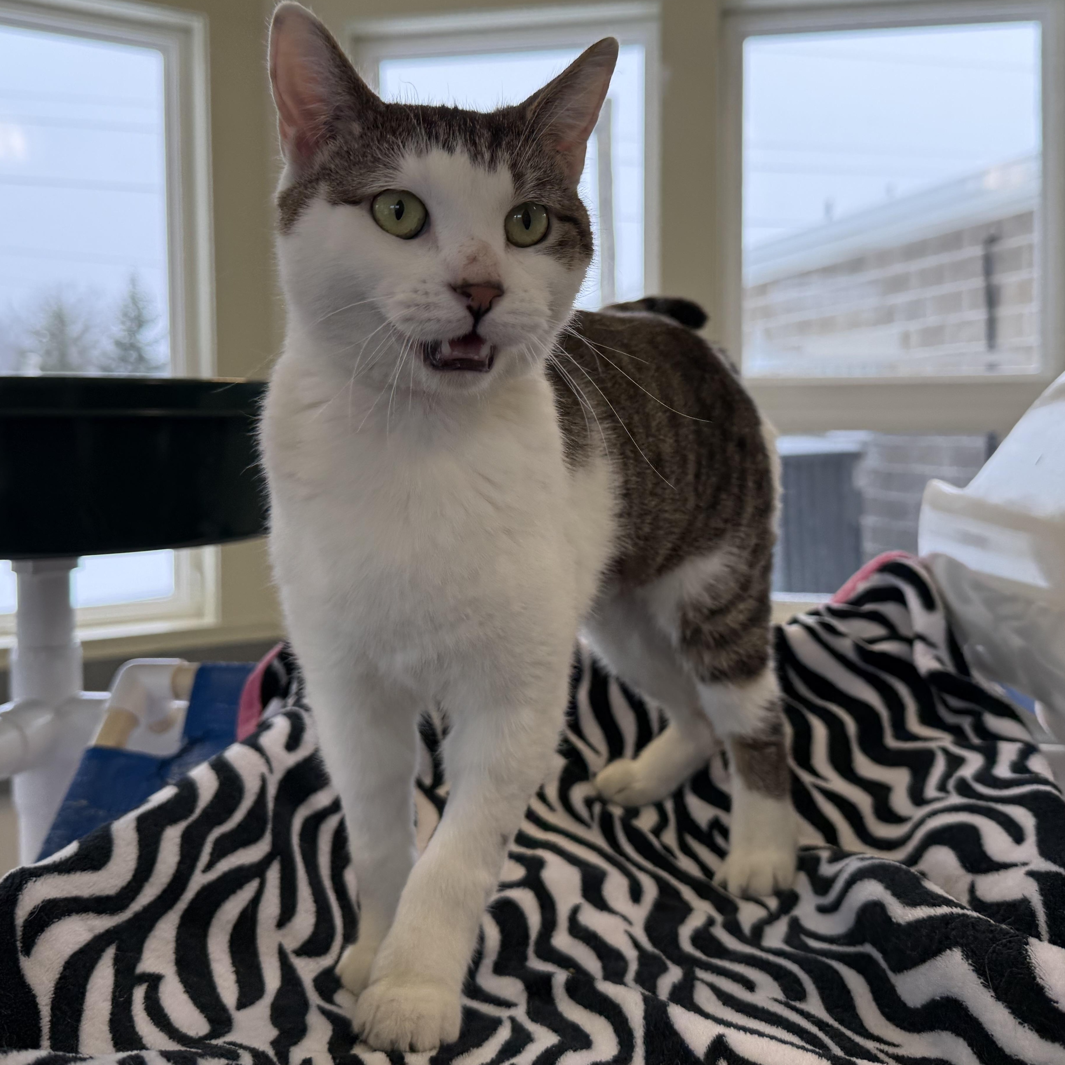 Enlarge Mercury, an adopted mixed breed in Latrobe, PA image 3/6