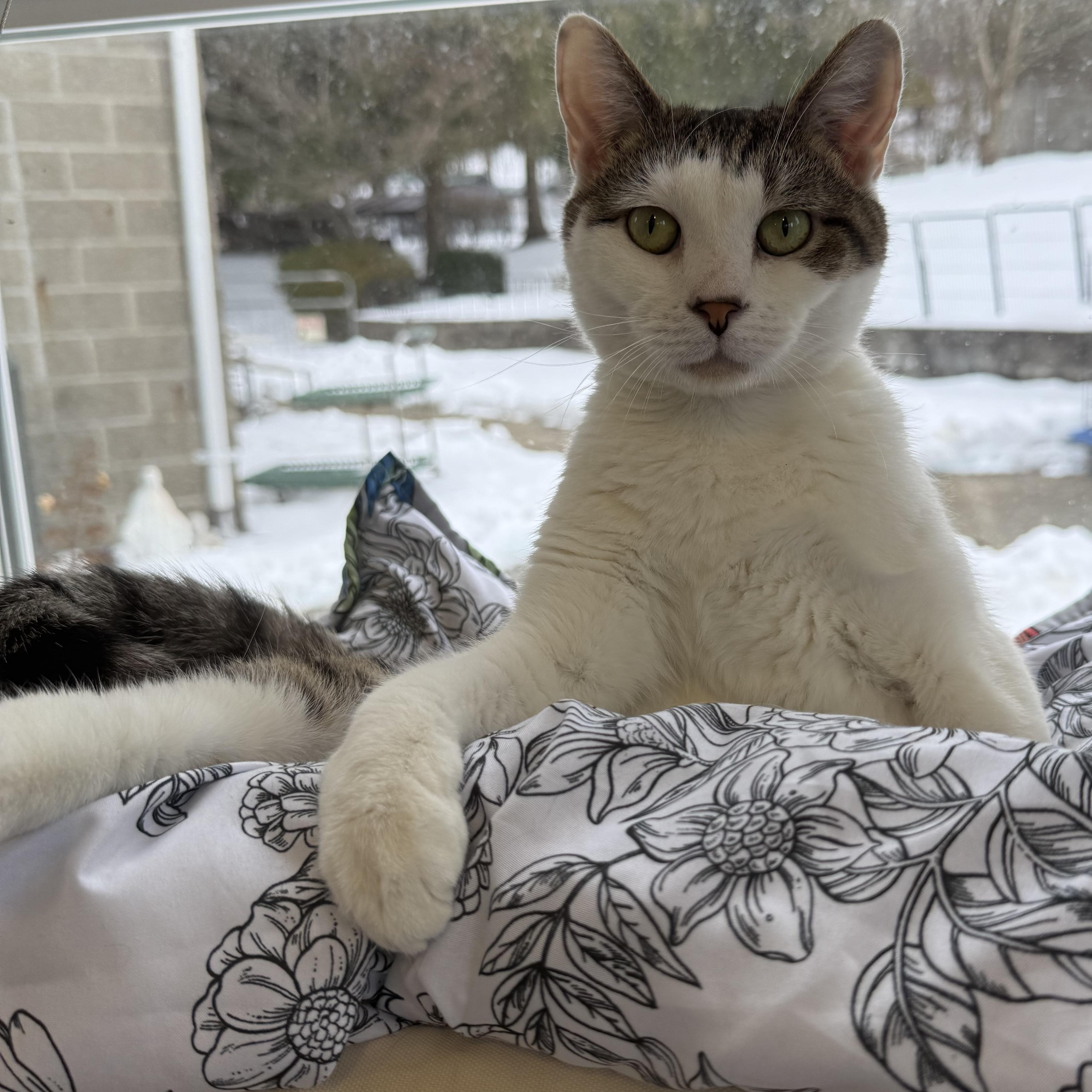 Mercury, adopted, Adult Female Domestic Short Hair.