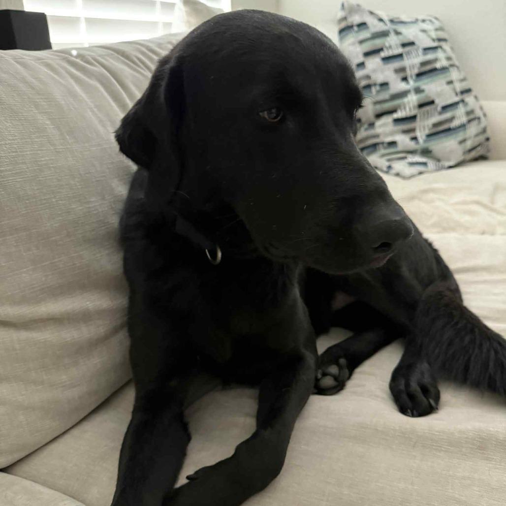 Sheldon, Adoptable, Young Male Black Labrador Retriever.