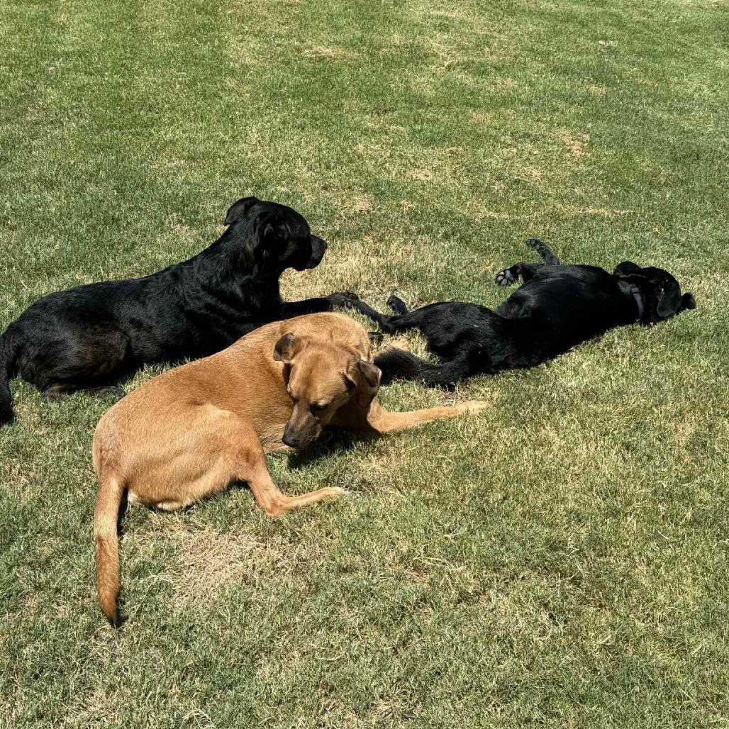 Sheldon, a Adoptable mixed breed in Houston, TX image 2/6