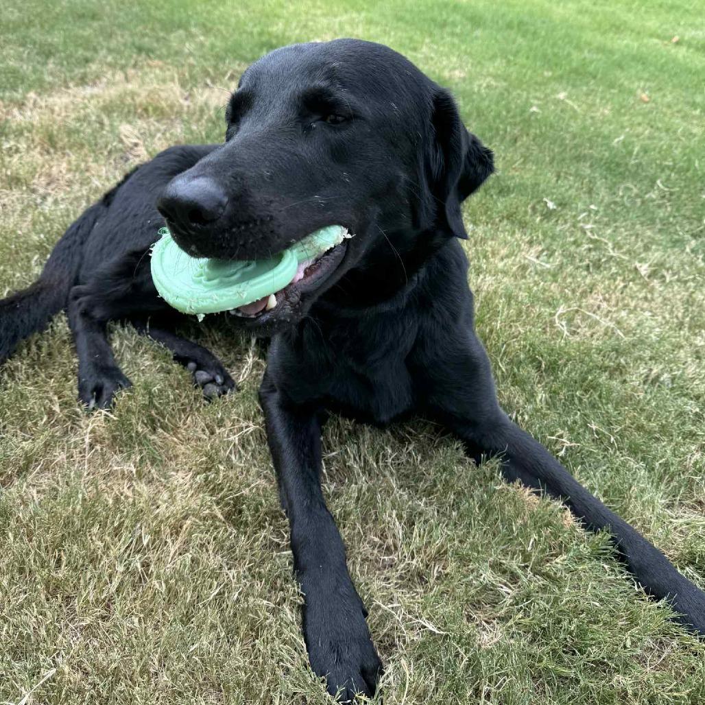 Sheldon, a Adoptable mixed breed in Houston, TX image 3/6