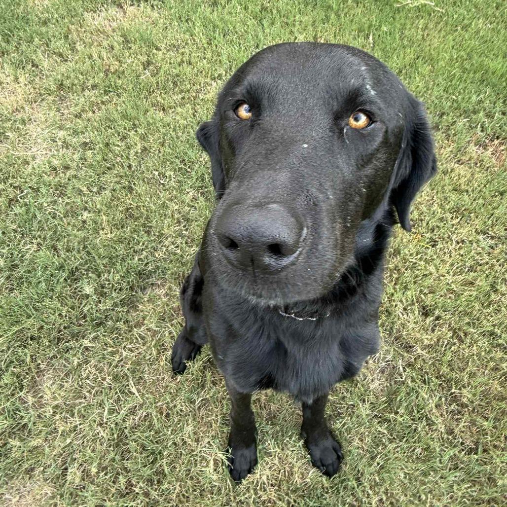 Sheldon, a Adoptable mixed breed in Houston, TX image 6/6