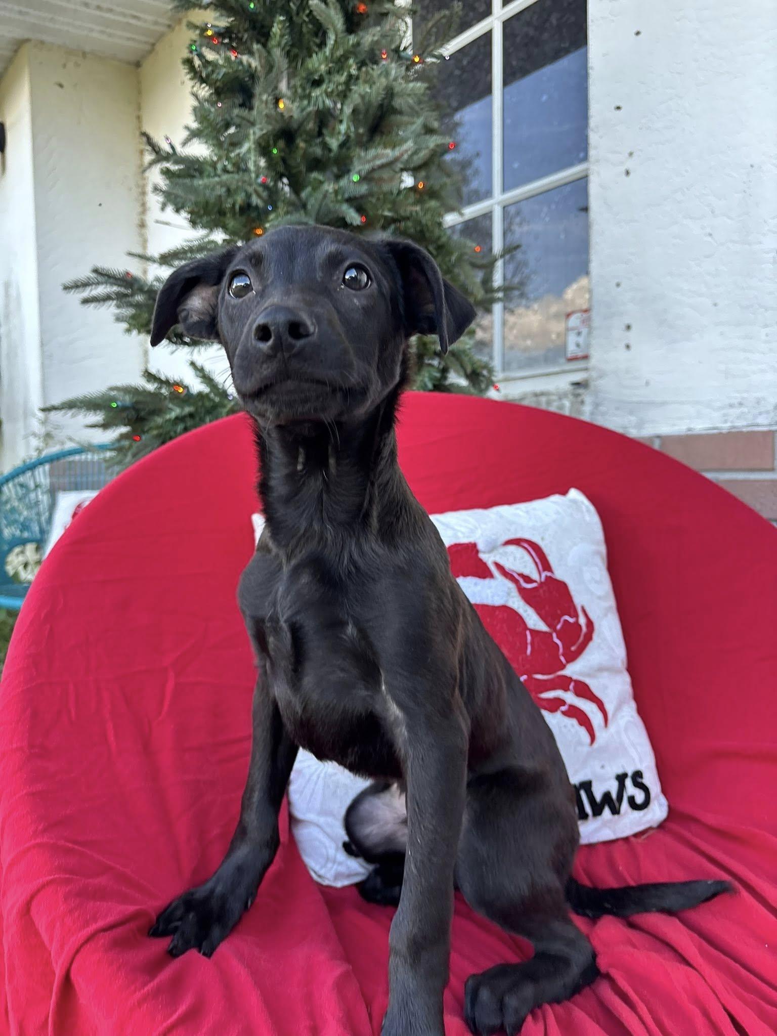 Enlarge Fester, a Adoptable mixed breed in Arcadia, FL image 1/3