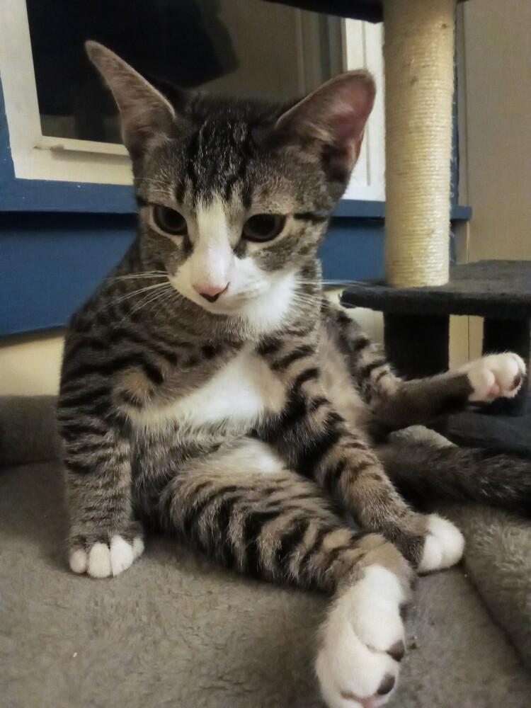Bin Chicken, Adoptable, Kitten Female Domestic Short Hair & Tabby.