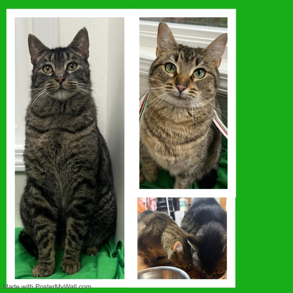 Enlarge Mia & Milo, a Adoptable mixed breed in Beaverton, OR image 4/6