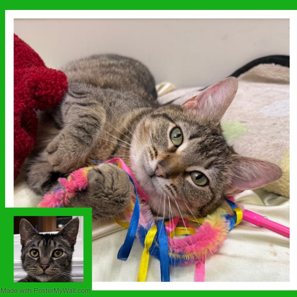 Enlarge Mia & Milo, a Adoptable mixed breed in Beaverton, OR image 1/6