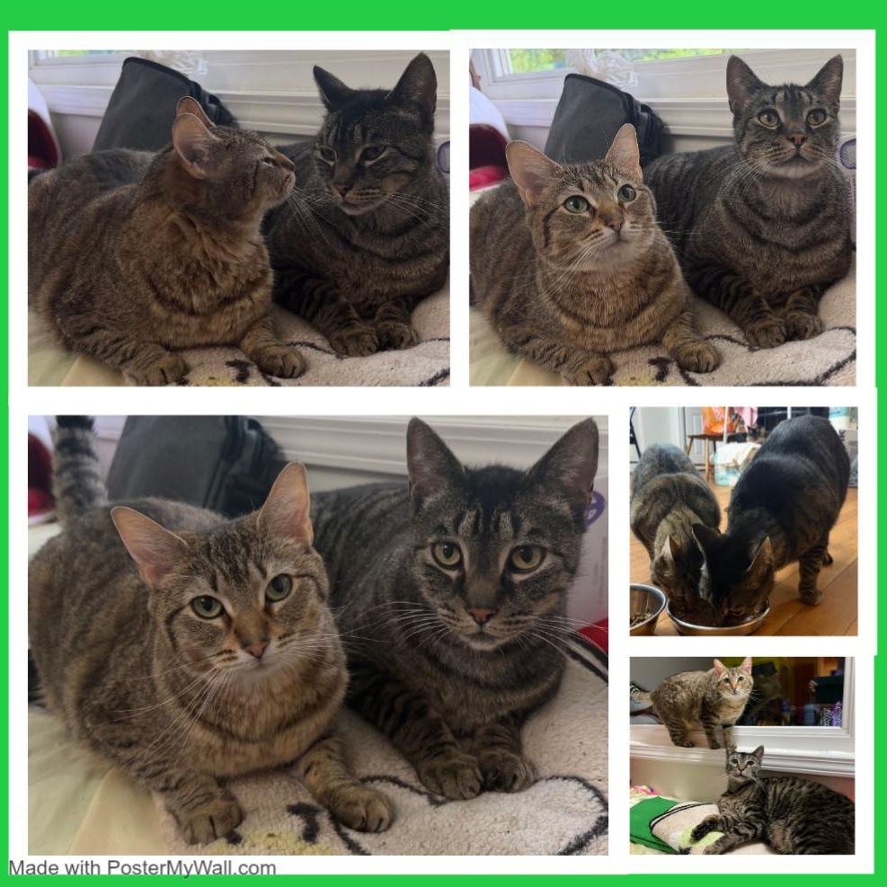 Enlarge Mia & Milo, a Adoptable mixed breed in Beaverton, OR image 2/6