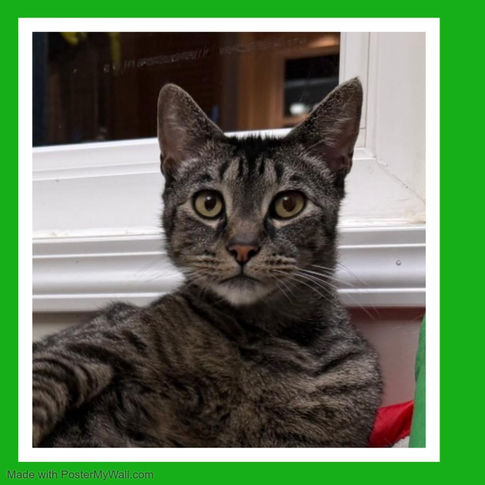 Enlarge Mia & Milo, a Adoptable mixed breed in Beaverton, OR image 5/6
