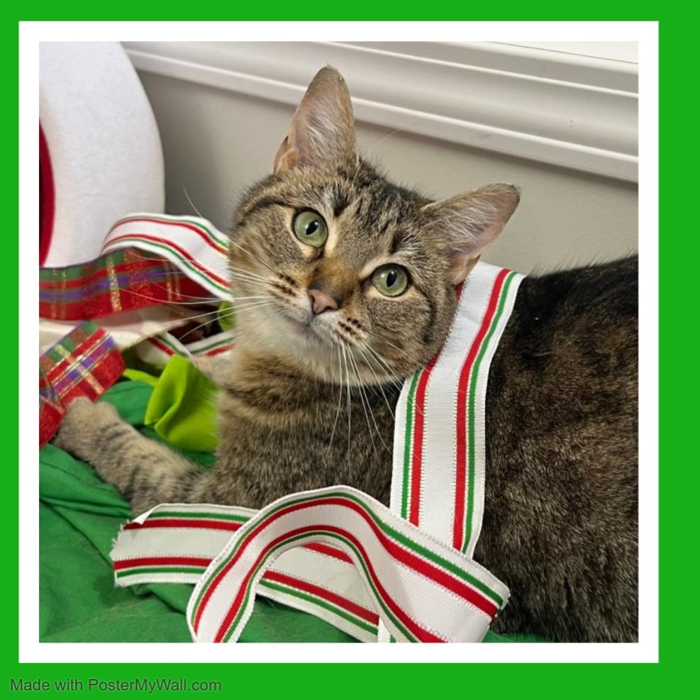 Enlarge Mia & Milo, a Adoptable mixed breed in Beaverton, OR image 6/6