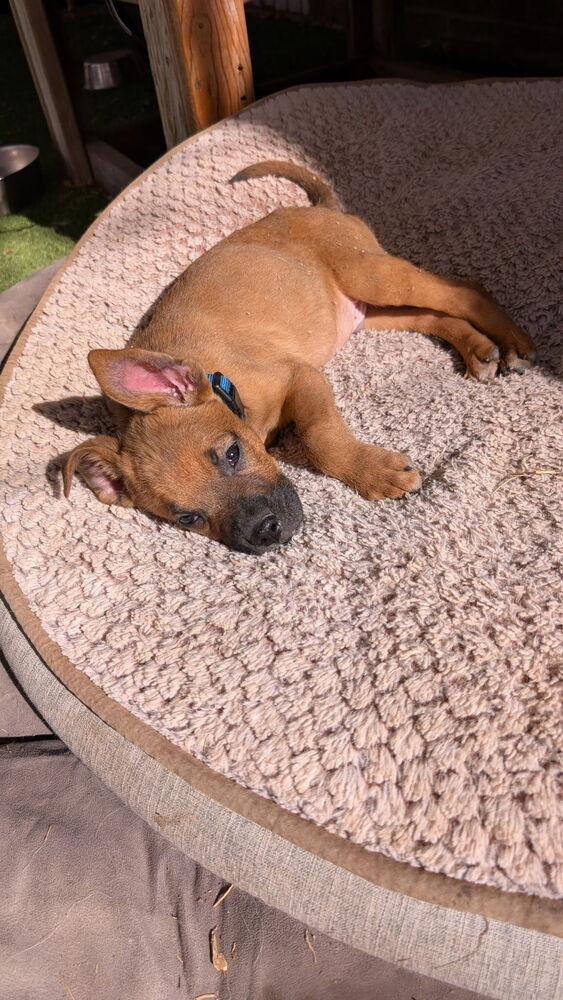 Enlarge Pauly (Heinz), a Adoptable mixed breed in Denver, CO image 1/3