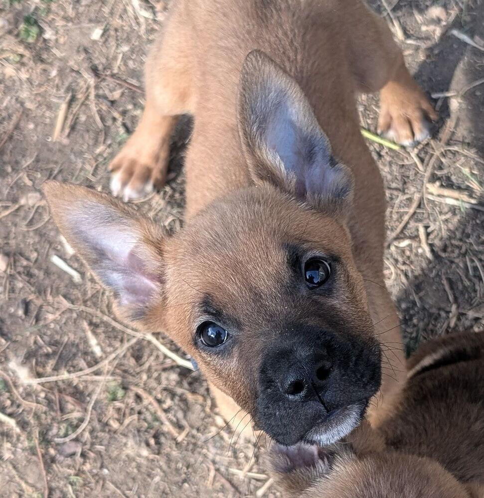 Enlarge Pauly (Heinz), a Adoptable mixed breed in Denver, CO image 2/3