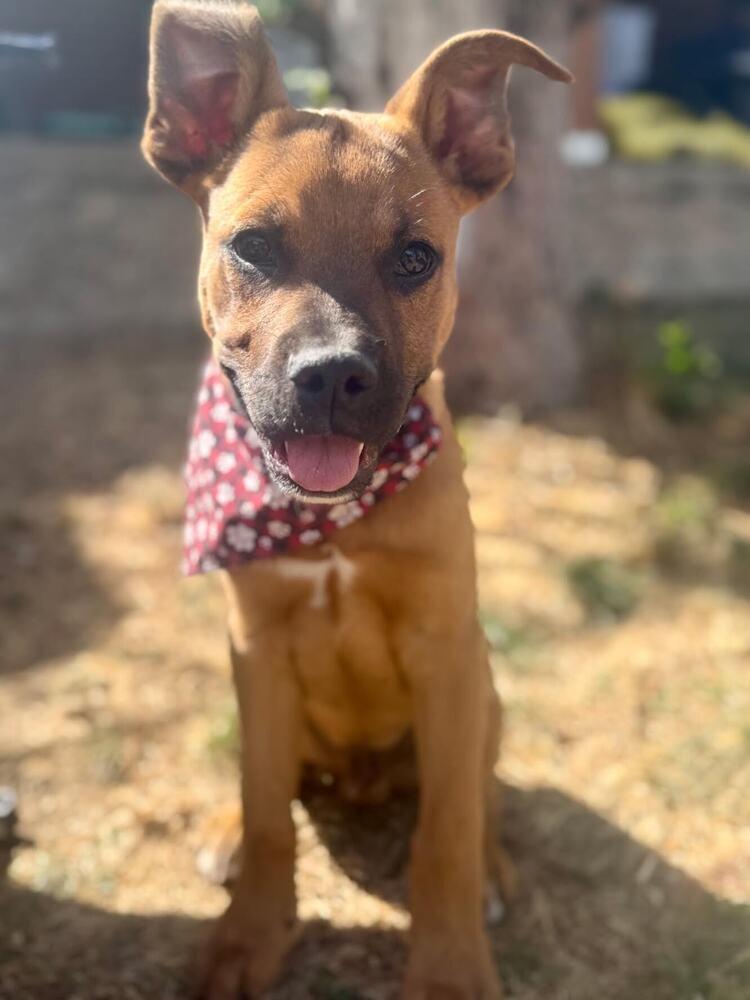 Enlarge Pauly, a Adoptable mixed breed in Denver, CO image 1/6