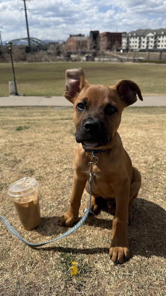 Enlarge Pauly, a Adoptable mixed breed in Denver, CO image 2/6