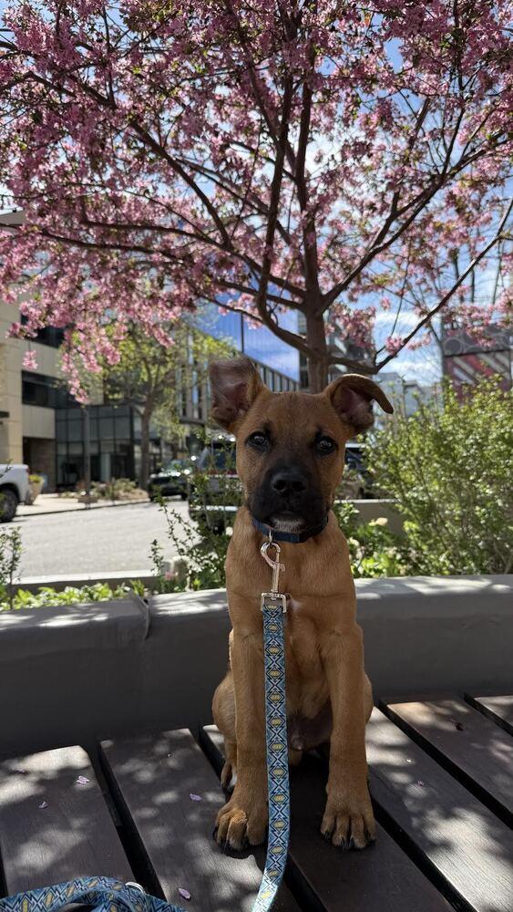 Enlarge Pauly, a Adoptable mixed breed in Denver, CO image 3/6