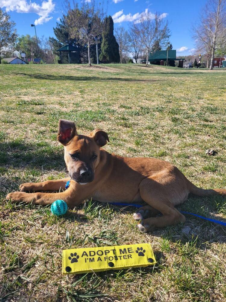 Enlarge Pauly, a Adoptable mixed breed in Denver, CO image 4/6