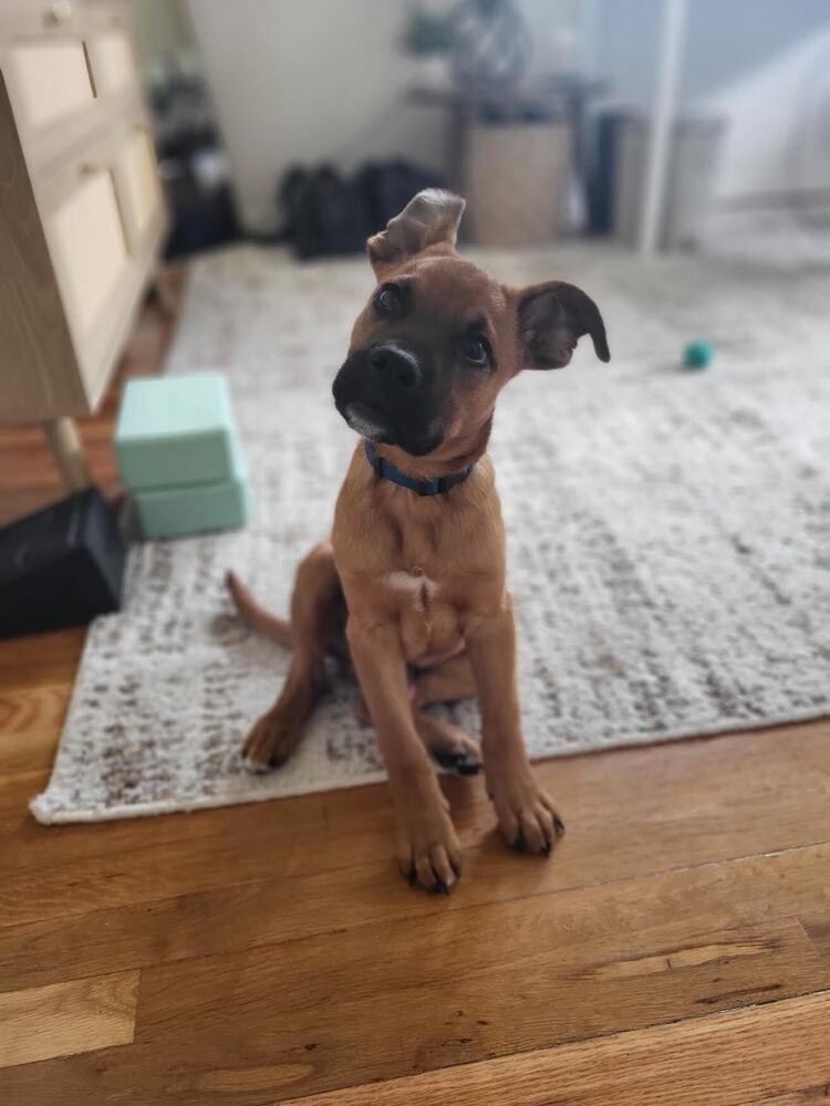 Enlarge Pauly, a Adoptable mixed breed in Denver, CO image 5/6