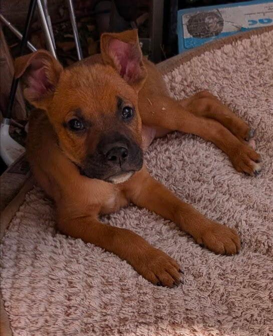 Enlarge Pauly (Heinz), a Adoptable mixed breed in Denver, CO image 3/3