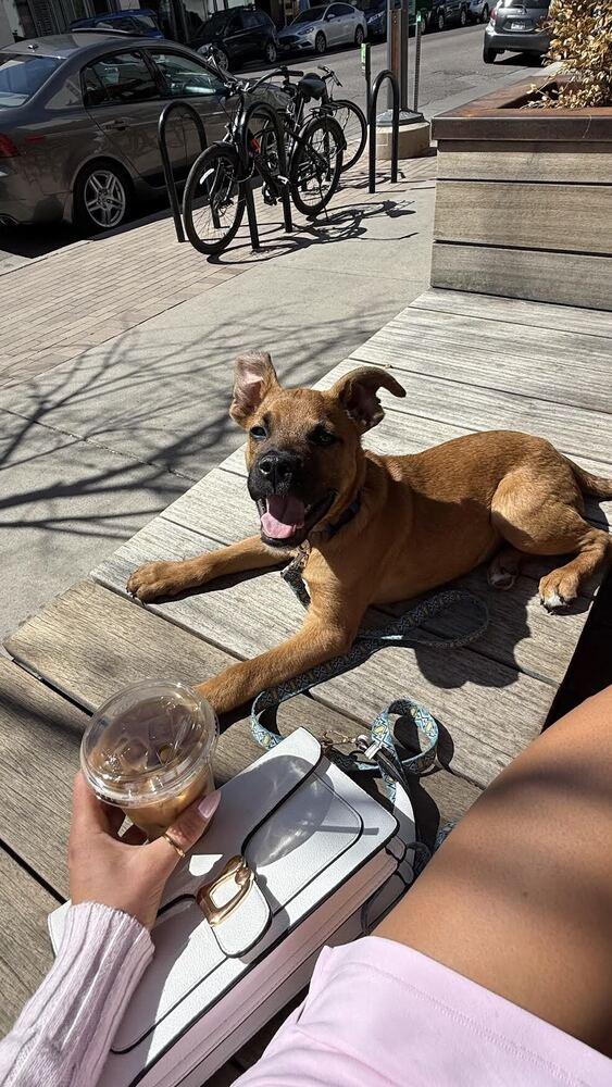 Enlarge Pauly, a Adoptable mixed breed in Denver, CO image 6/6