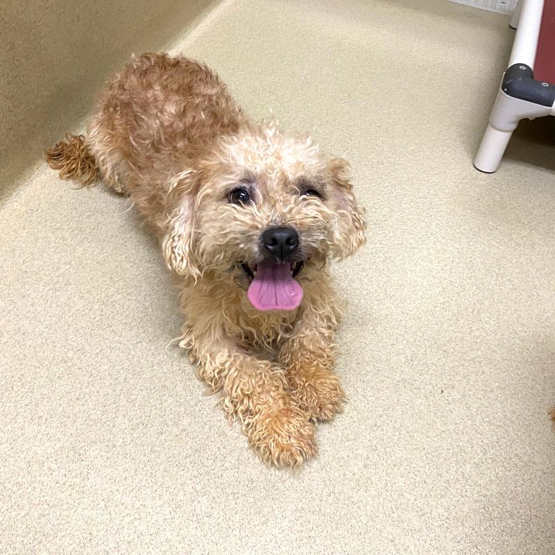 Karma #16223, adopted, Adult Female Miniature Poodle.